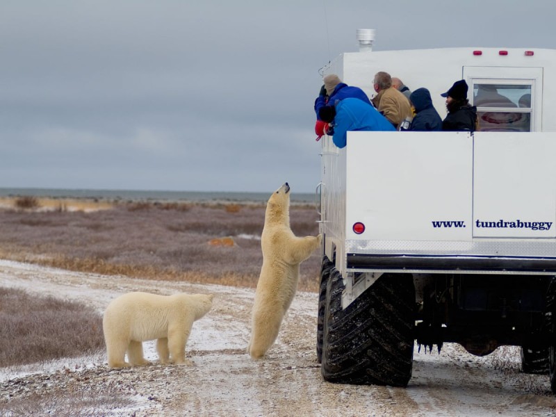 Polar Bears of Churchill