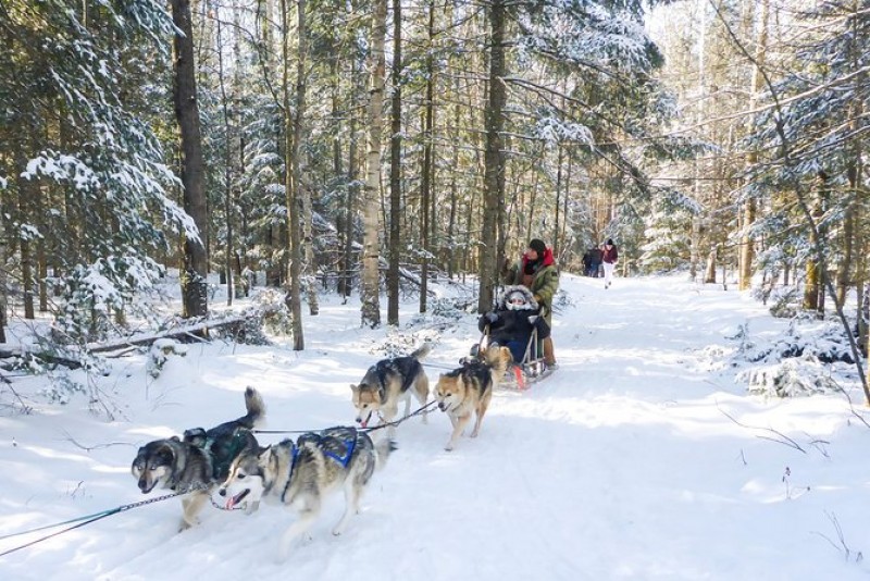 Dog Sledding and Snowshoeing Tour