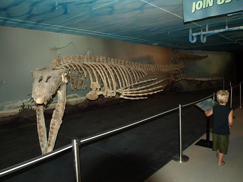Canadian Fossil Discovery Center