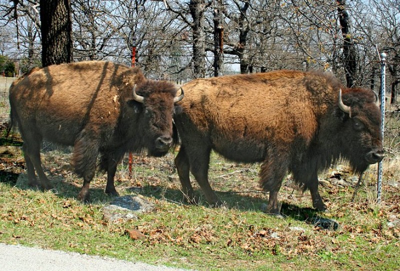 Woolaroc Museum & Wildlife Preserve