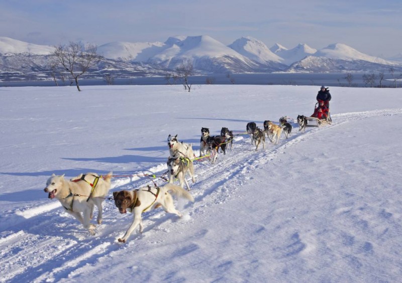 Dog sledding