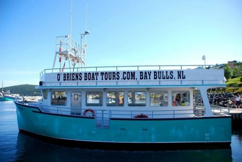 O'Brien's Whale and Bird Tours