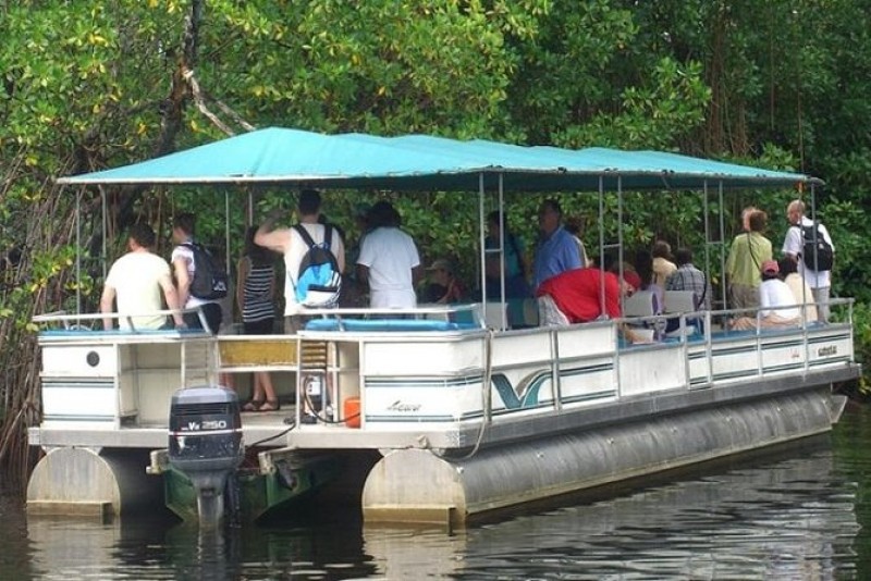 Take A Black River Safari Tour
