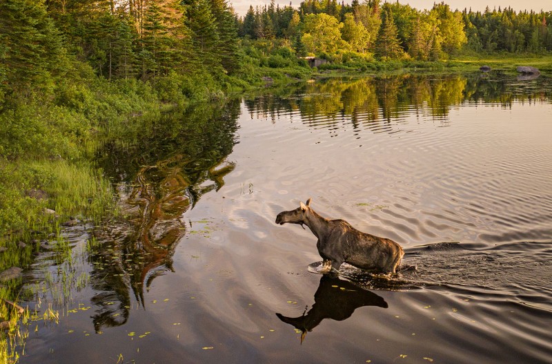Moose Safari