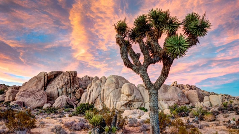 Joshua Tree National Park