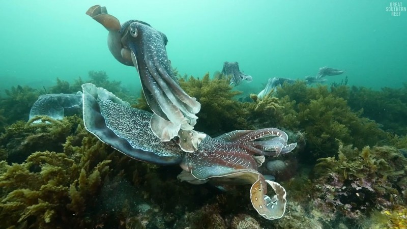 Drop in on an Underwater Disco