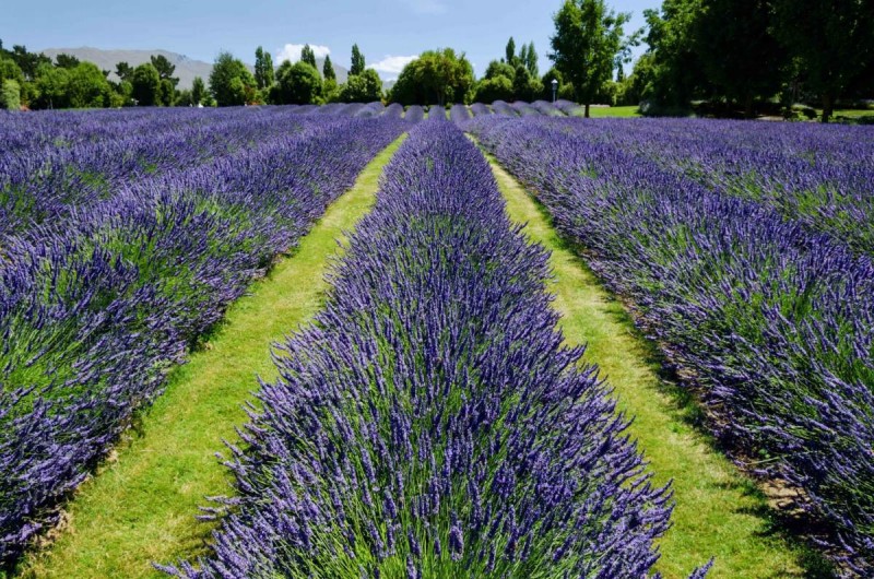 Lavender Backyard Garden