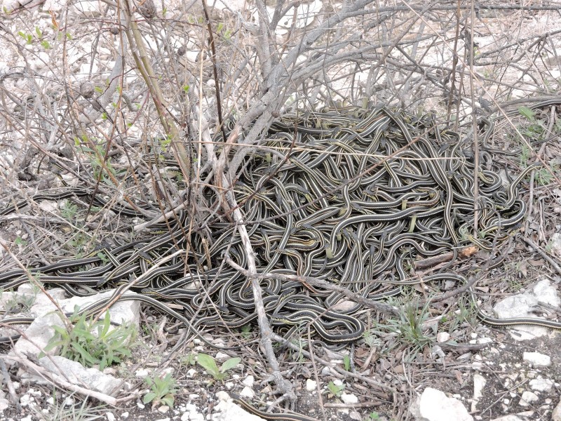 Narcisse Snake Dens