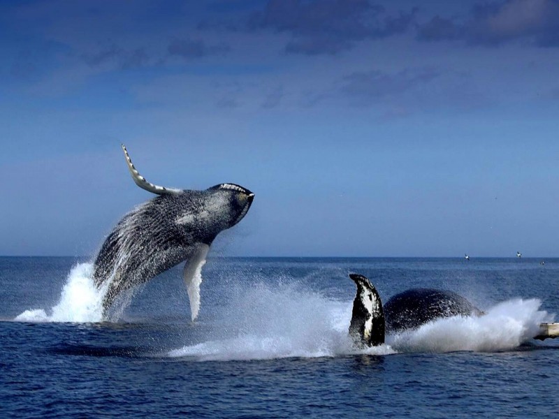 Puffin and Whale Cruises in Witless Bay