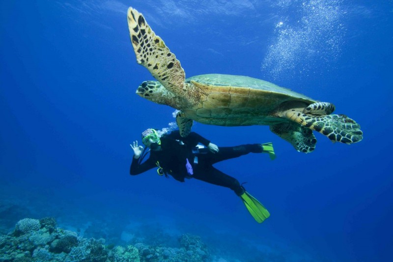 Diving & Snorkeling