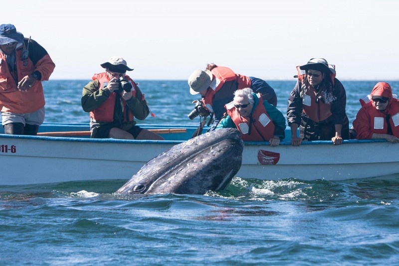 El Vizcaíno Biosphere Reserve